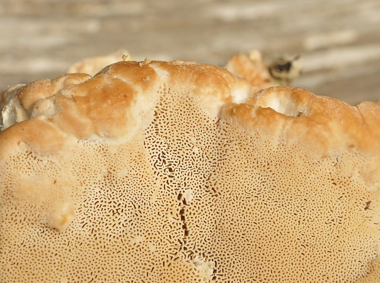 Aphyllophorales corso